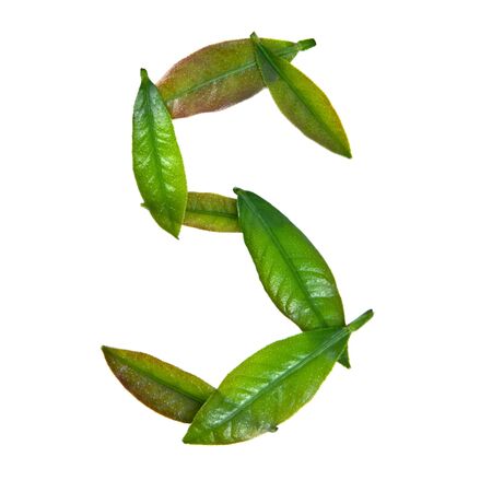 letter from leaf isolated on whiteの写真素材