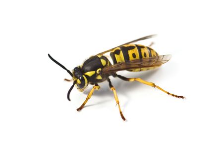 wasp isolated on white backgroundの写真素材