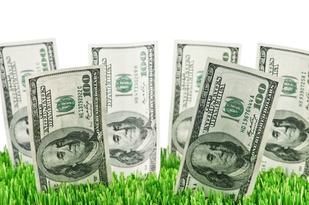 dollar growth in green grassの写真素材