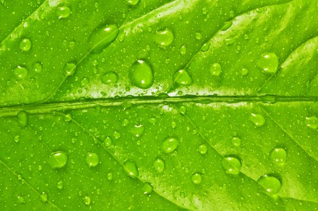 green leaf background with raindropsの写真素材