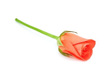 red rose isolated on whiteの写真素材