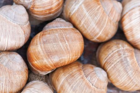  many brown snails close upの写真素材