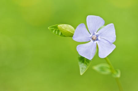 blue periwinkle flower on green backgroundの写真素材