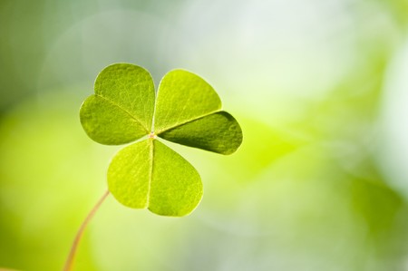 background from green clover leafの写真素材