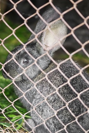 rabbit in cage close upの写真素材