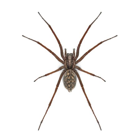 spider isolated on white background