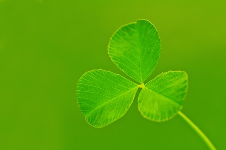 background from green clover leaf