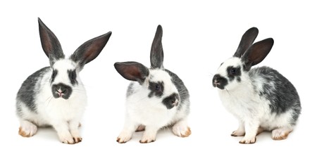 rabbits isolated on white backgroundの写真素材