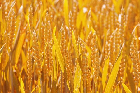 Ripe yellow wheat close upの写真素材