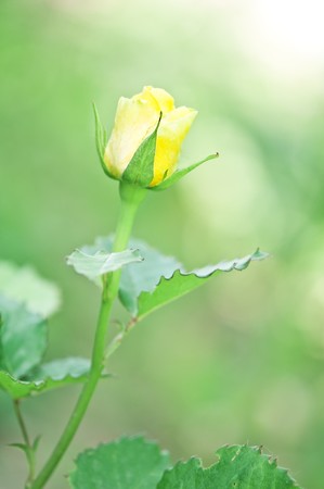 yellow rose on green backgroundの写真素材