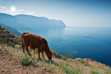 calf on mountain above a seaの写真素材