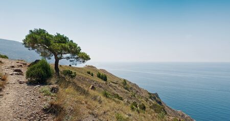 sea, pine and mountain landscapeの写真素材