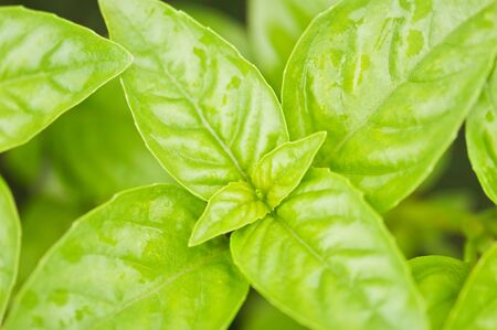 fresh green basil close upの写真素材