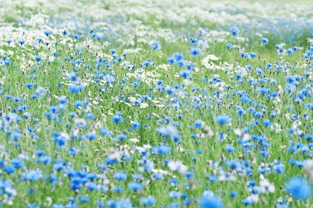 blue cornflower field close upの写真素材