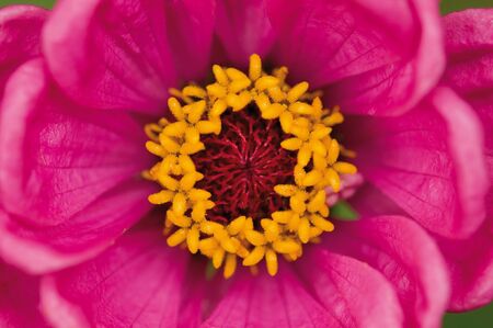 red gerbera center close upの写真素材
