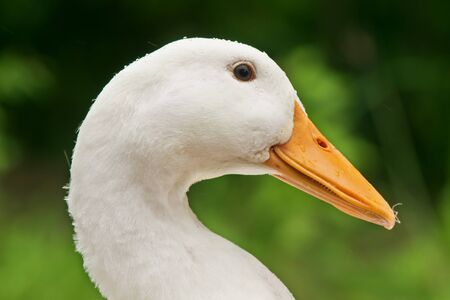white duck head close upの写真素材