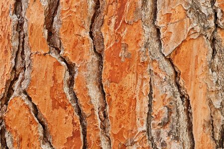 textured orange pine close upの写真素材