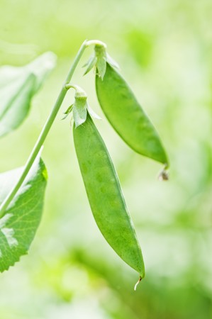 green pea pod on twig