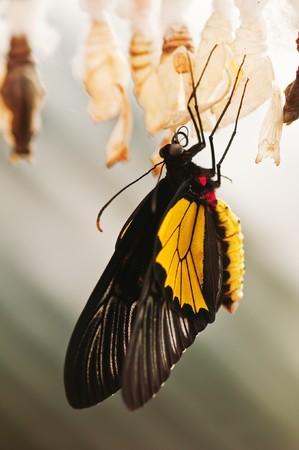 butterfly with cocoon close upの写真素材