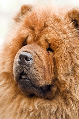 chow-chow dog portrait close upの写真素材