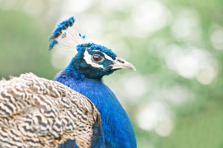 blue peacock portrait close upの写真素材