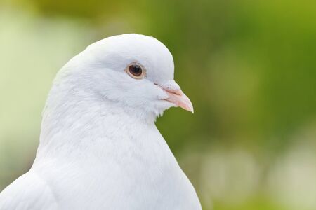 white pigeon portrait close upの写真素材
