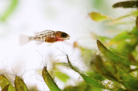 newborn fish in water plantの写真素材