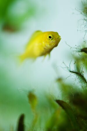 newborn fish in water plantの写真素材
