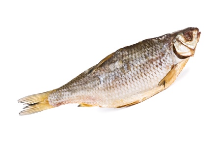 caspian roach isolated on white