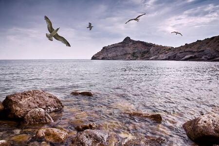 seagull flying on sea coastの写真素材