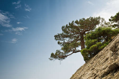 pine on rock on blue sky background の写真素材