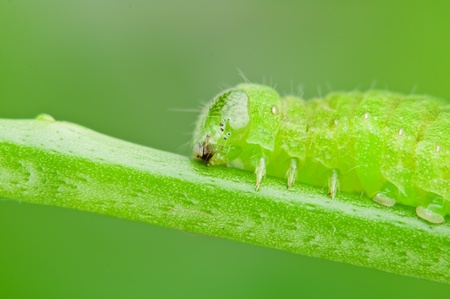 green caterpillar portrait close upの写真素材