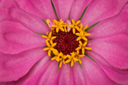 red gerbera center close upの写真素材