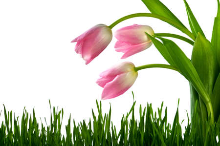 tulips isolated on white backgroundの写真素材