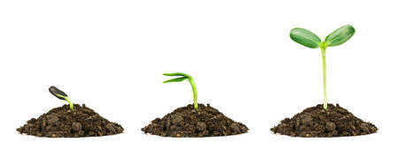 three small plant isolated on whiteの写真素材