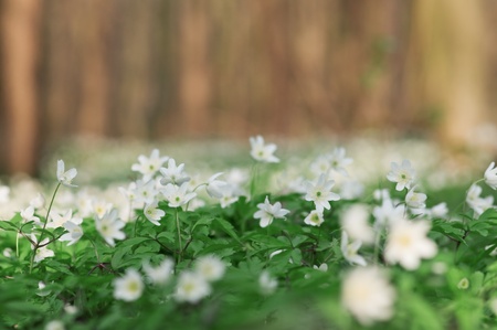 flowers on spring forest closeupの写真素材