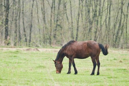  brown horse on spring meadowの写真素材