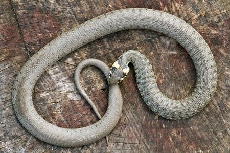 snake on wood stump closeup