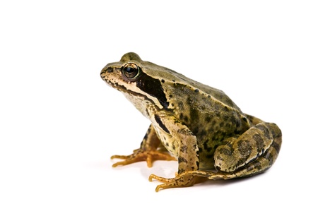frog isolated on white background