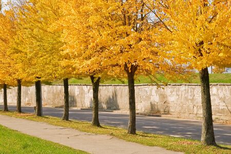  orange trees on autumn season