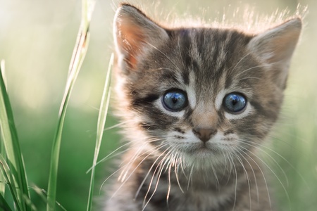kitten on grass close upの写真素材