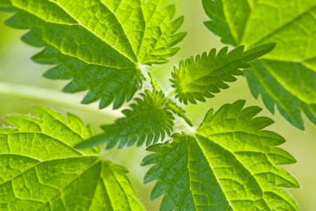 green fresh nettle close upの写真素材
