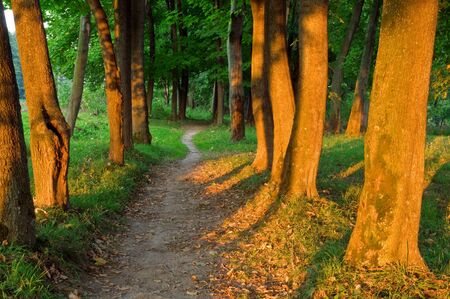 green forest on summer seasonの写真素材