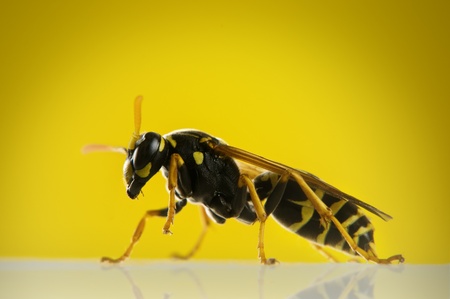 big wasp on yellow background closeup