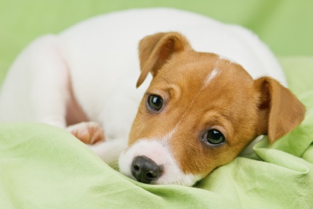 jack russel terrier on green sheetの写真素材