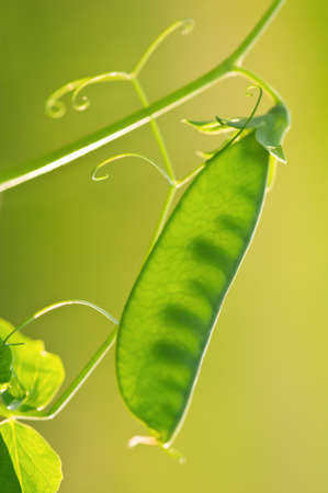 green pea pod on twig