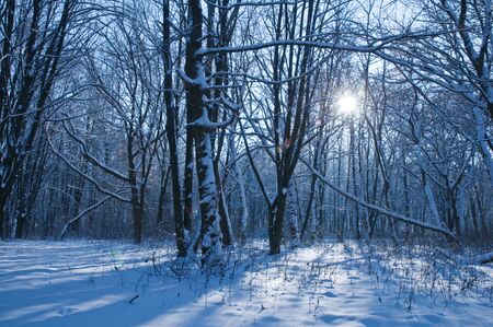 winter beech forest in morningの写真素材