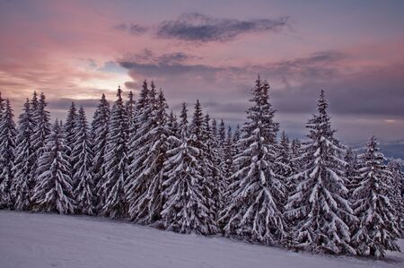 tranquil pink sunrise in winter forestの写真素材