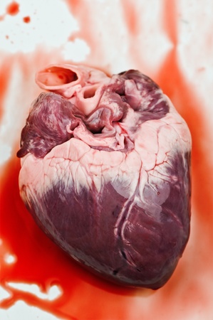 heart with blood close upの写真素材
