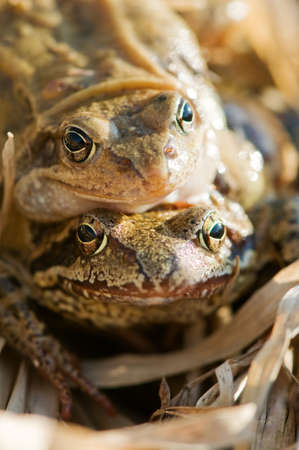 pair of frog on spawning time